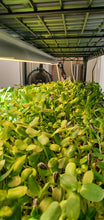 Load image into Gallery viewer, Sunflower - Black Oil - Microgreens