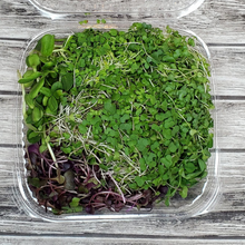 Load image into Gallery viewer, Sunny Sampler Medley