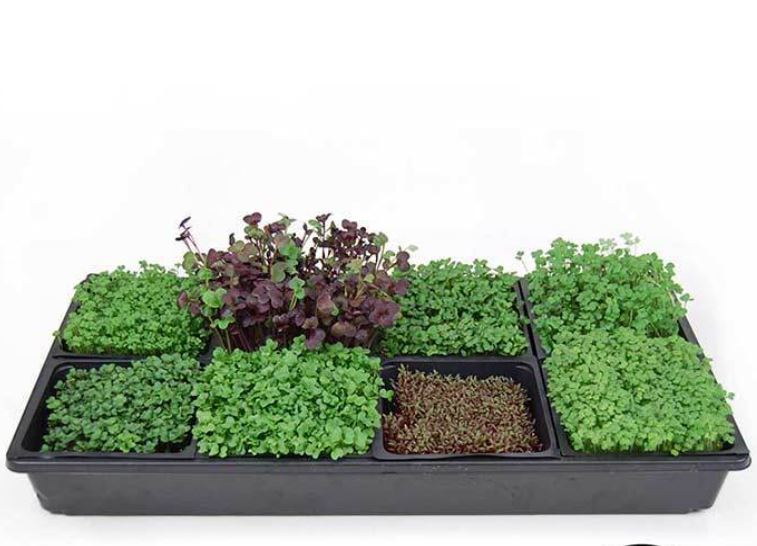 Hydpronic Sectional Microgreens Starter Kit – Lamont Family Micro Farm